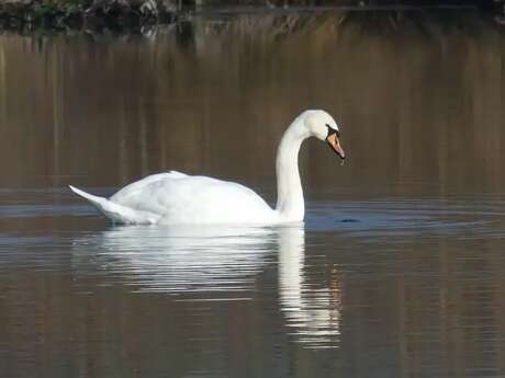 Les bêtes à plumes du marais