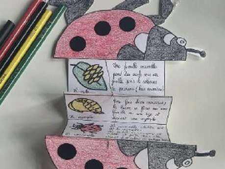 Atelier enfants au Musée des papillons : Une vie de coccinelle