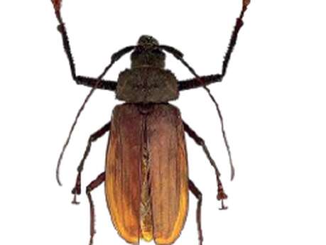 Atelier enfants au Musée des papillons : Sacrés Papas