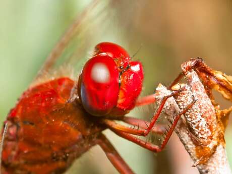 Zzzzzzoom sur les insectes
