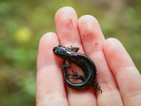 Le monde fascinant des mares | Festival de l'Oiseau