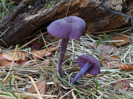 Les champignons de Grand-Laviers