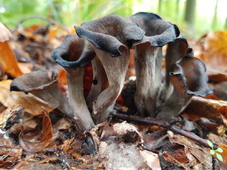 Les champignons d’Acheux-en-Vimeu