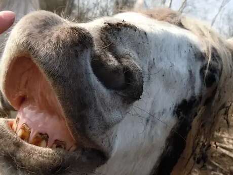 Caval Marais : Les Prés à Pions