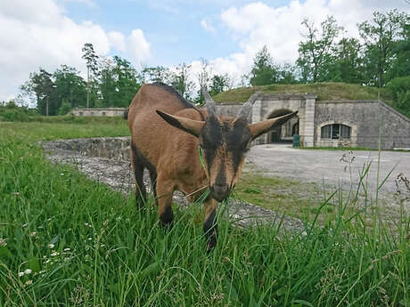 Visites de la chèvrerie de Bruyères-et-Montbérault