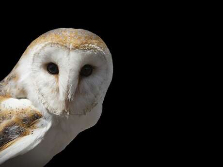 Exposition au Pavillon de Vauclair : "Chouettes et animaux de la nuit"