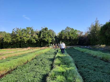 Découverte d'une cressonnière