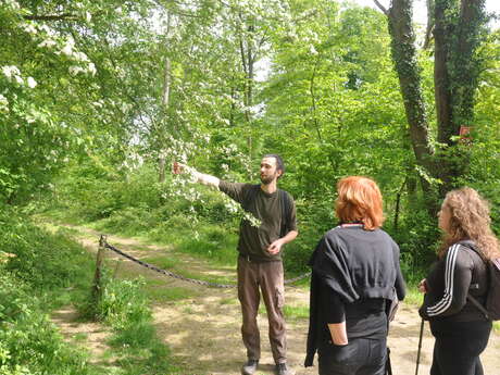 Journée champêtre en forêt d'Halatte