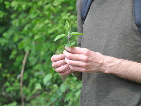 La nature nourricière