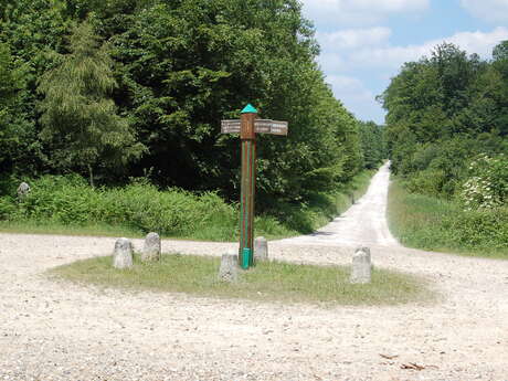 Forêt domaniale de Thelle