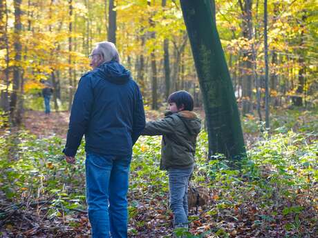 Sortie mycologique en forêt d'Halatte