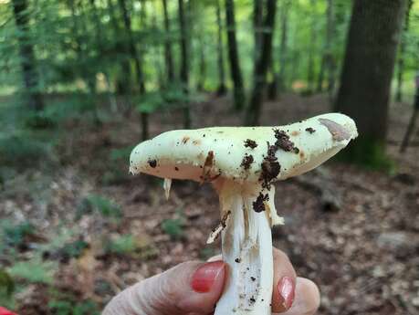 Balade mycologique en forêt d'Halatte