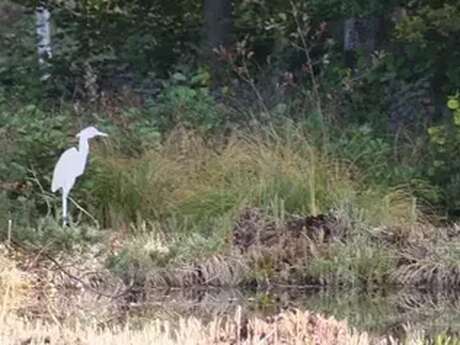 Débroussaillage au cœur d’un paysage de tourbière
