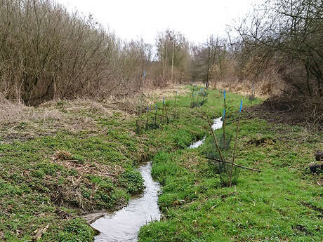 Sortie nature à Etouvelles : "Retour à l’état naturel de l’Ardon"