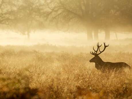 Le brame du cerf en forêt de Retz