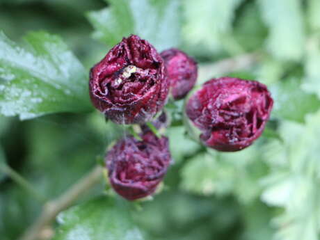 Programmation 2026 au jardin des hayures