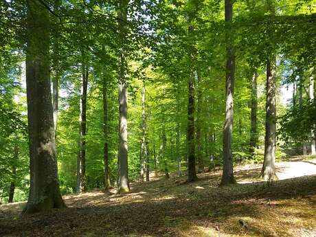 Rando en forêt de Retz Le 2 juin 2024