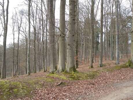 Rando : après-midi à Haramont