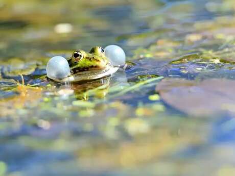 Le réveil du printemps au marais de Bresles !