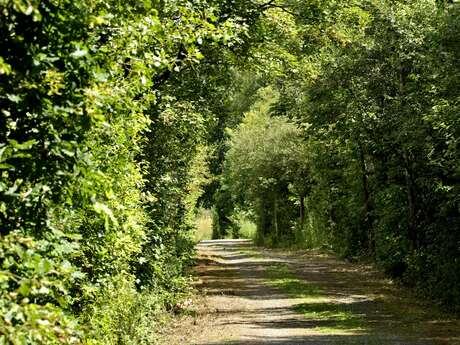 Bois de la Tassonnière