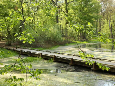 Bois de Court Digeau