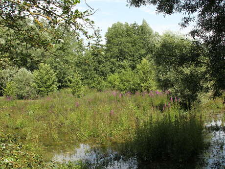 Les Marais de la Marque