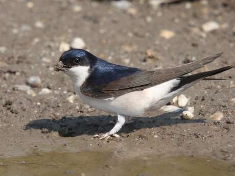 Les Hirondelles de Tœufles