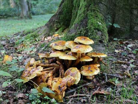 Salon du Champignon