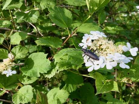 Balade « Merveilles de la nature »