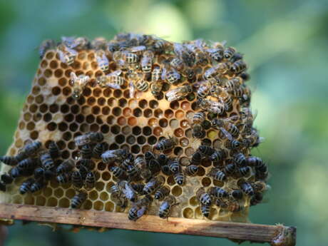 La Miellerie du Coin Perdu