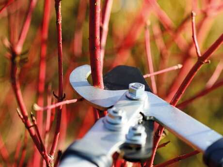 Atelier Tous au verger au parc d'Isle à Saint-Quentin