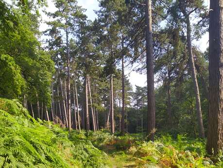 Grande randonnée en forêt d'Halatte