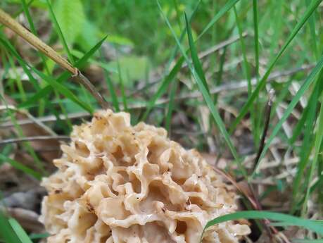 Comment trouver des morilles ?