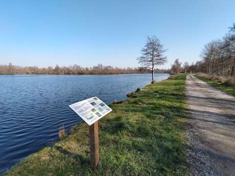 Marais de Picquigny