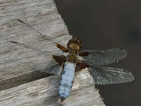 Sortie Nature - Sous le soleil des marais