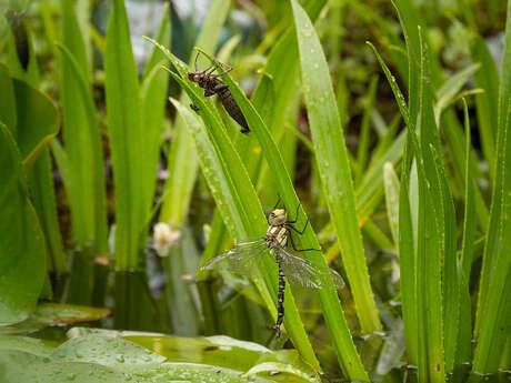Sortie nature à Liesse-Notre-Dame : "Insectes et compagnie"