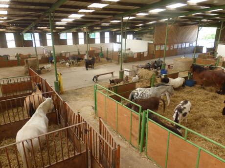 Le Paradis Konyka - Musée Vivant du Poney