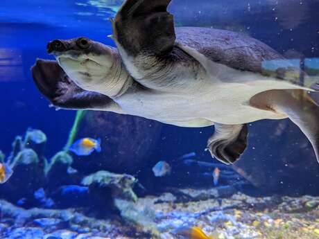 Nausicaà Centre National de la Mer