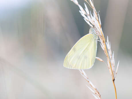 Papillons, libellules et autres petites bêtes de Moyenneville