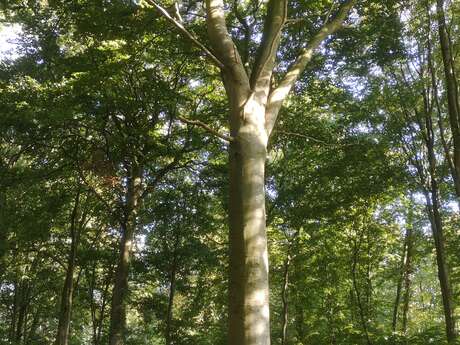 A la découverte des arbres centenaires du parc du château de Regnière-Ecluse