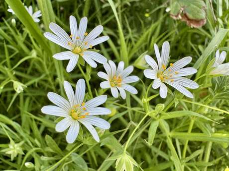 Lecture de paysage à Franleu