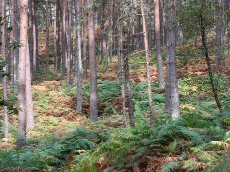 Forêt d'Ermenonville