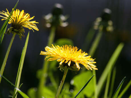 Sortie nature à Villeneuve-sur-Aisne : "Les plantes : en musique et en jeux !"