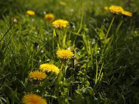 Les plantes comestibles de la vallée de la Trie