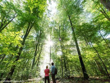 Bain de forêt de Janvier avec Christian Decamme Bain de forêt de Janvier avec Christian Decamme
