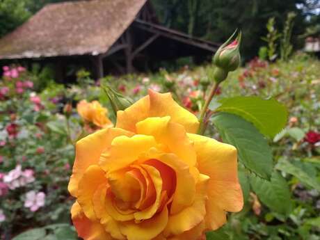 Pépinière-Jardin Le Val des Roses