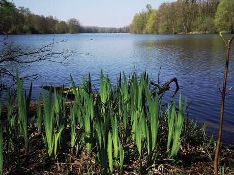 Festival de l'Oiseau | Fêtons les oiseaux !