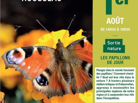 [Sortie nature] Les papillons de jour 🦋