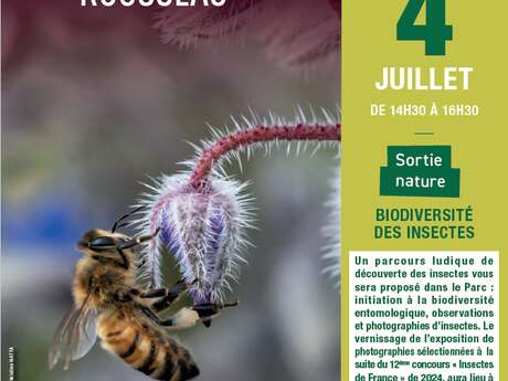 [Sortie nature] Biodiversité des insectes 🐝🐜🪲