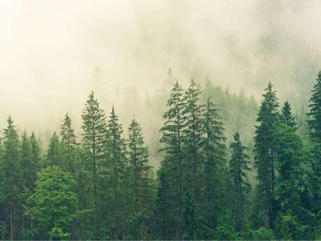 Théâtre de rue | Traverser la forêt en bateau